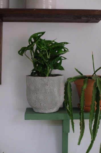 Monstera Adansonii - Img 2