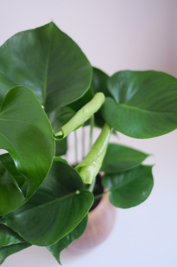 Monstera Deliciosa (35 cm) - Img 5