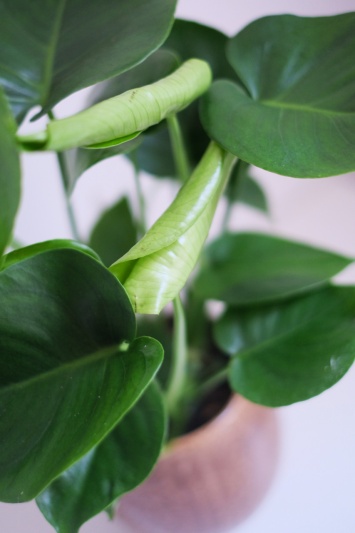 Monstera Deliciosa - Img 4