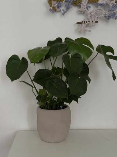 Monstera Deliciosa - Img 1