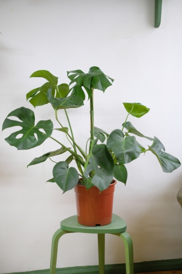 Monstera Deliciosa - Img 2
