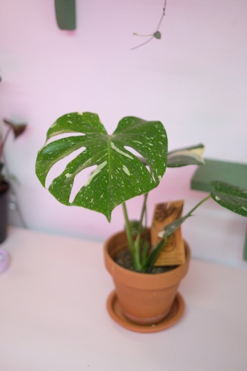 Monstera Thai Constellation - Img 6