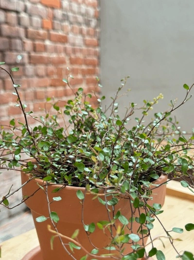 Muehlenbeckia complexa 'Golden Girl' - Img 3