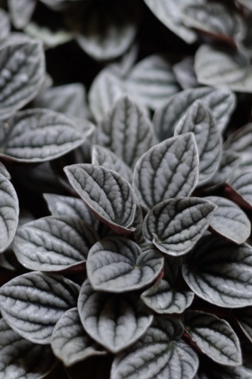 Peperomia Caperata Caracas - Img 4