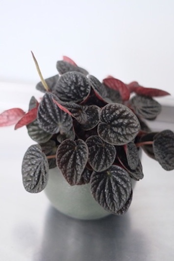 Peperomia Chocolat - Img 2