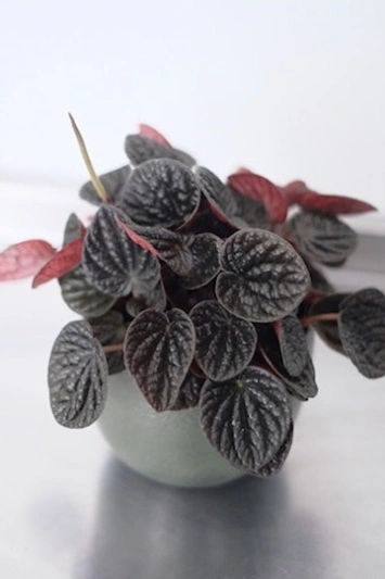 Peperomia Chocolat - Img 2