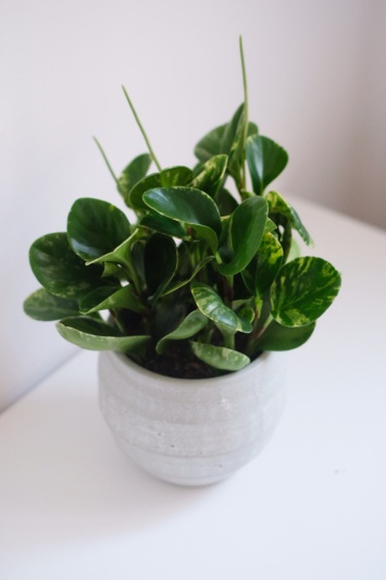 Peperomia Obtusifolia Variegata - Img 3