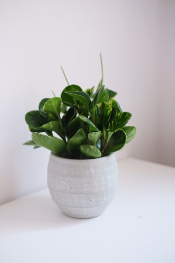 Peperomia Obtusifolia Variegata - Img 8
