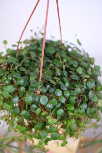 Peperomia Pepperspot - Img 6