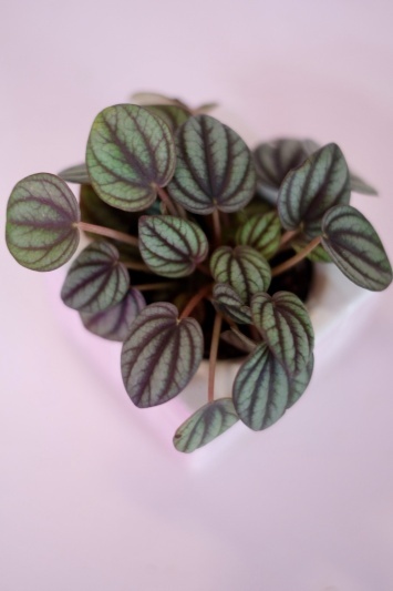 Peperomia Piccolo Banda - Img 2