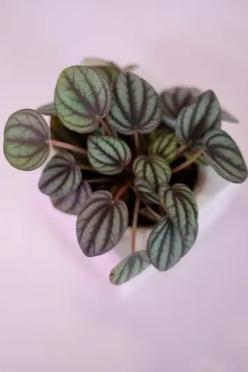 Peperomia Piccolo Banda - Img 2