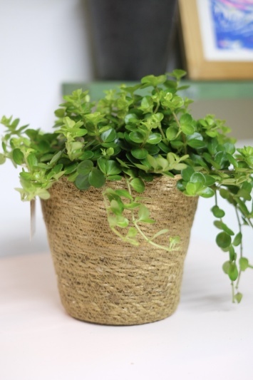 Peperomia Rotundifolia - Img 4