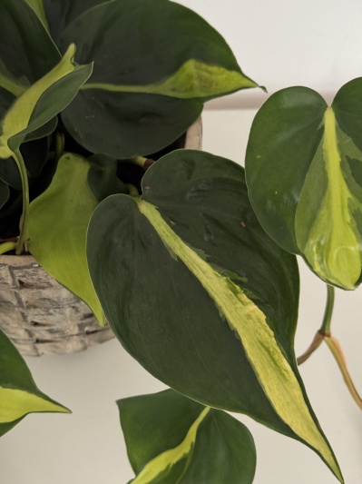 Philodendron Brasil - Img 4