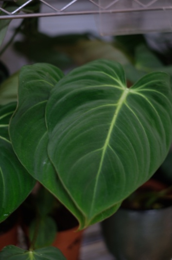 Philodendron Gloriosum - Img 2