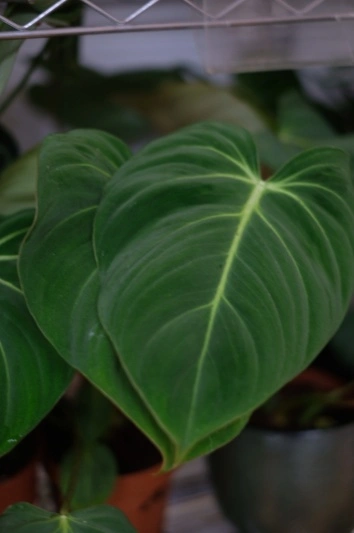 Philodendron Gloriosum - Img 2