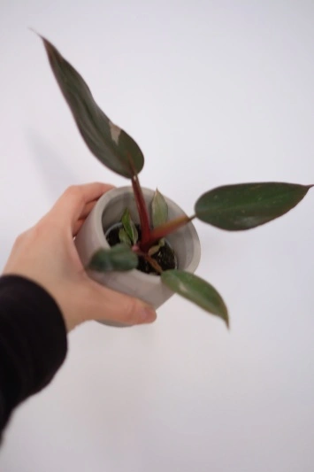 Philodendron Pink Princess