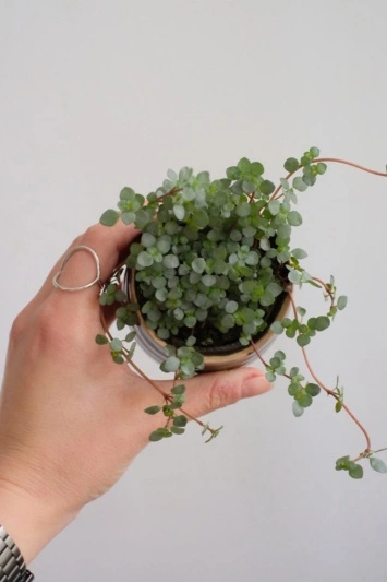 Pilea glaucophylla Greyzy - Img 5