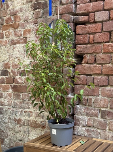 Prunus lusitanica Angustifolia (Laur) - Img 1