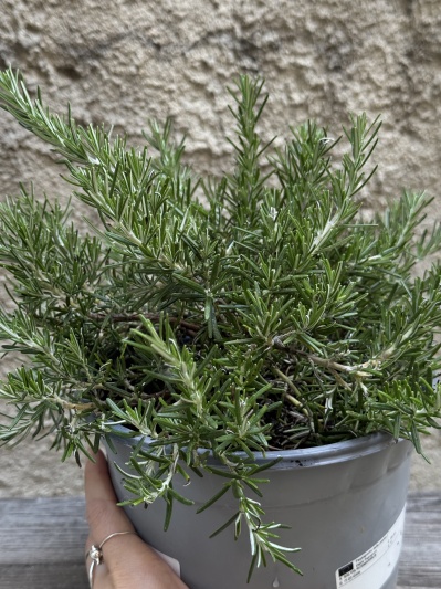 Rosmarinus officinalis - Img 5