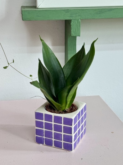 Sansevieria Black Hahnii - Img 3