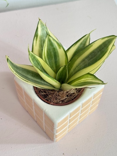 Sansevieria Golden Hahnii - Img 4