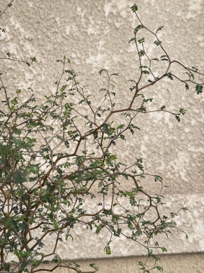 Sophora Prostrata - Img 4