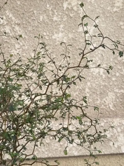 Sophora Prostrata - Img 4