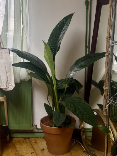 Spathiphyllum Sensation - Img 1