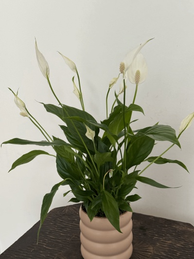 Spathiphyllum - Img 5