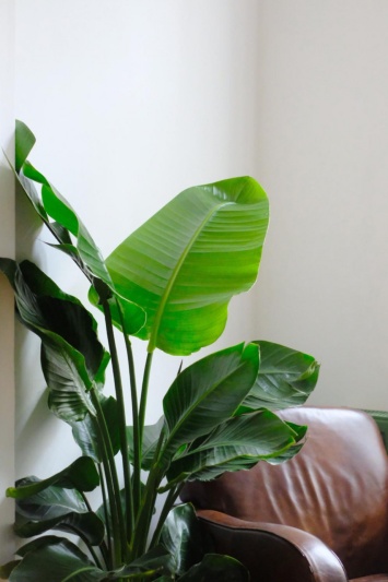 Strelitzia Nicolai - Img 2