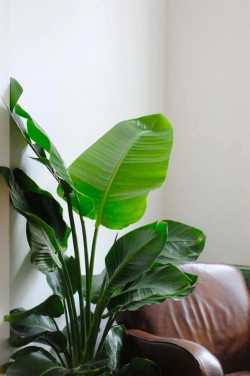 Strelitzia Nicolai - Img 2