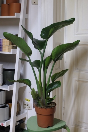 Strelitzia Nicolai - Img 2