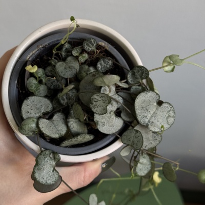 String of hearts (Ceropegia Woodii) - Img 5