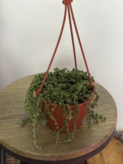 String of pearls (Senecio rowleyanus) - Img 5