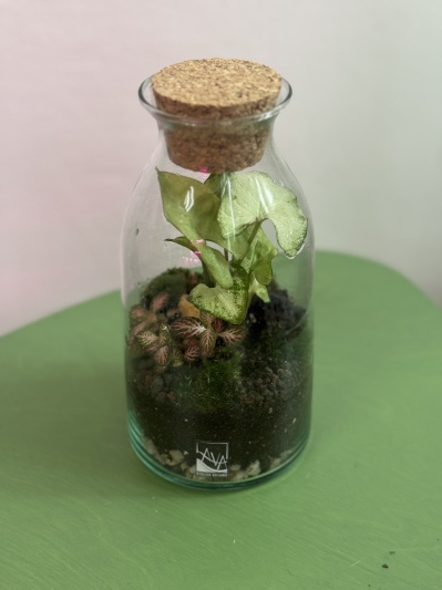 Terariu LAVA Atelier Botanic - Img 2