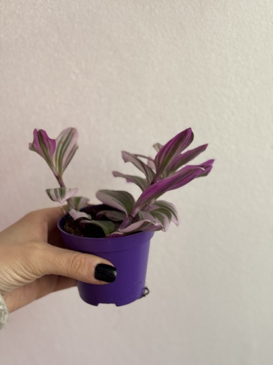 Tradescantia Nanouk - Img 2