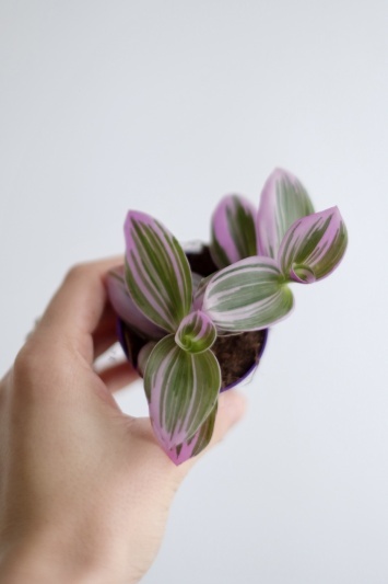 Tradescantia Nanouk
