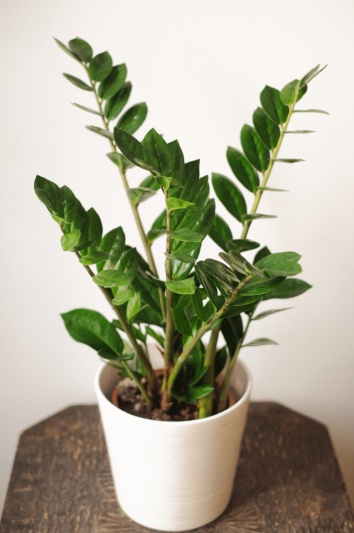 Zamioculcas Zamiifolia - Img 4