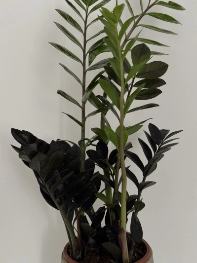 ZZ Raven - Img 3