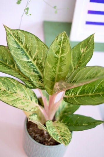 Aglaonema Chartreuse Beauty - Img 3