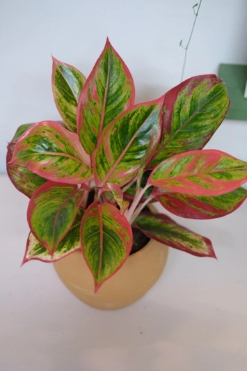 Aglaonema Crete V1 - Img 5