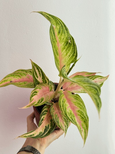 Aglaonema 'Eyecatcher' - Img 2
