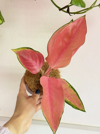 Aglaonema Flamingo