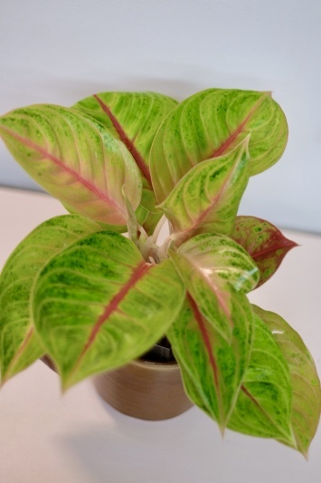 Aglaonema 'Iguana Red' - Img 5