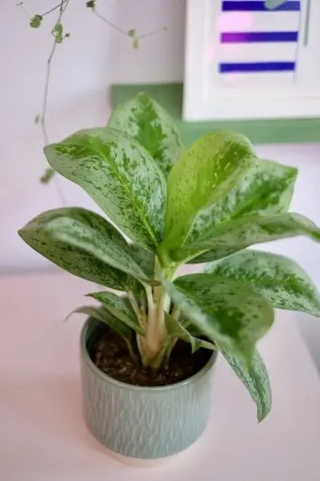 Aglaonema Lemon Mint