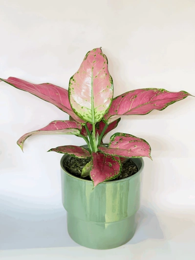 Aglaonema Pink Valentine - Img 2