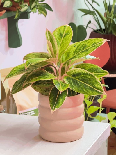 Aglaonema Salmon Fantasy - Img 4