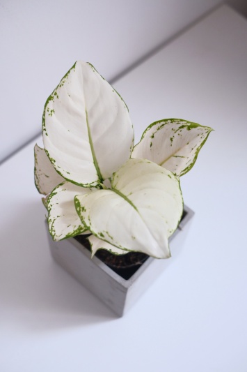 Aglaonema White Joy - Img 4