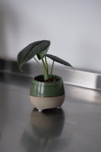 Alocasia Melo (baby) - Img 3