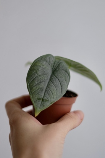 Alocasia Melo (baby) - Img 3